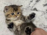 Adorables chatons British shorthair a vendre