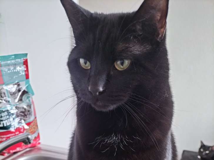 Muezzine, chatte à adopter
