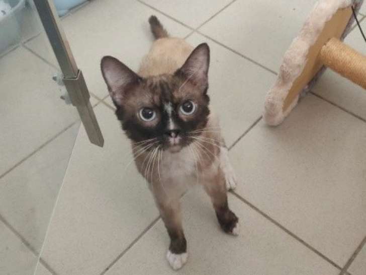 SIAM - Chat Siamois de 3 ans