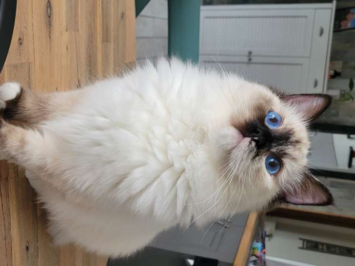 Femelle Ragdoll LOOF à vendre