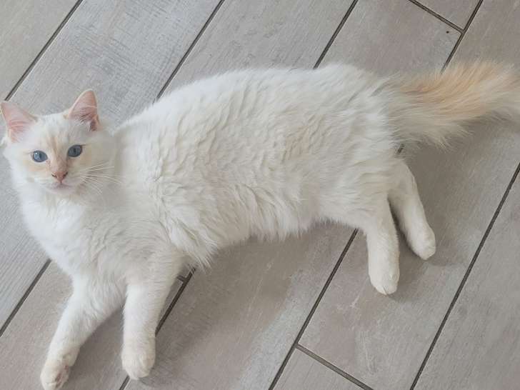 Mâle Ragdoll LOOF à vendre