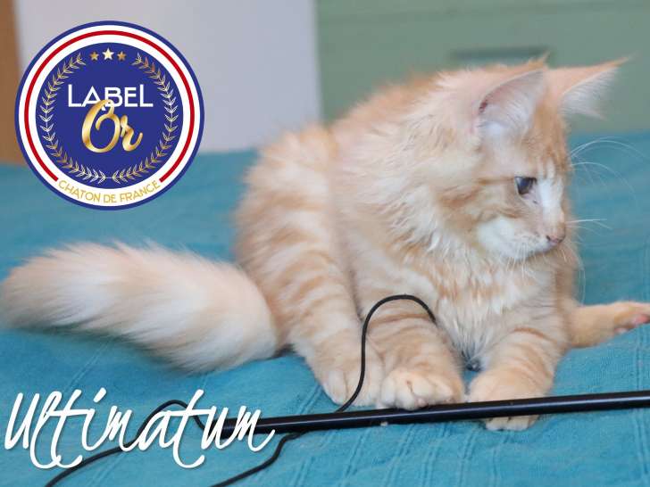 Magnifique et adorable chaton Norvégien LOOF mâle à vendre