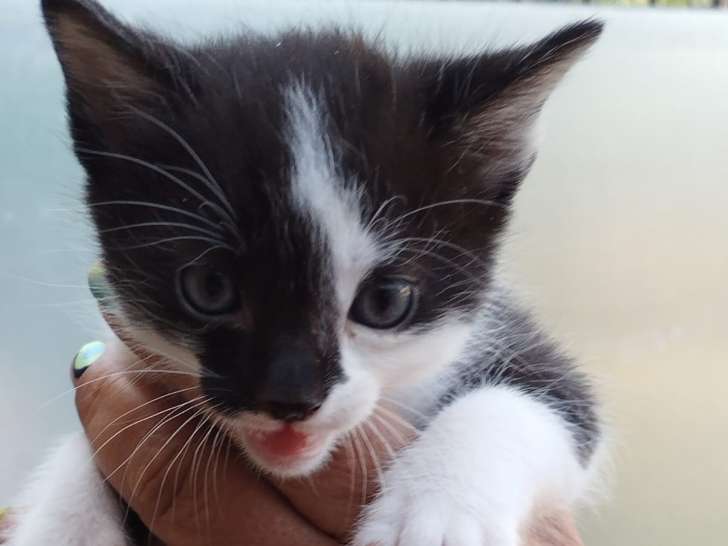Chaton femmelle noir et blanc à donner