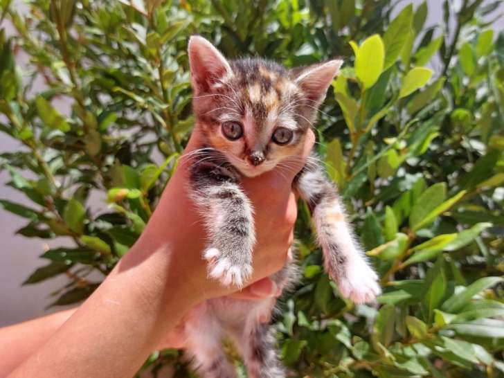 Chaton femelle tigré et blanc à céder