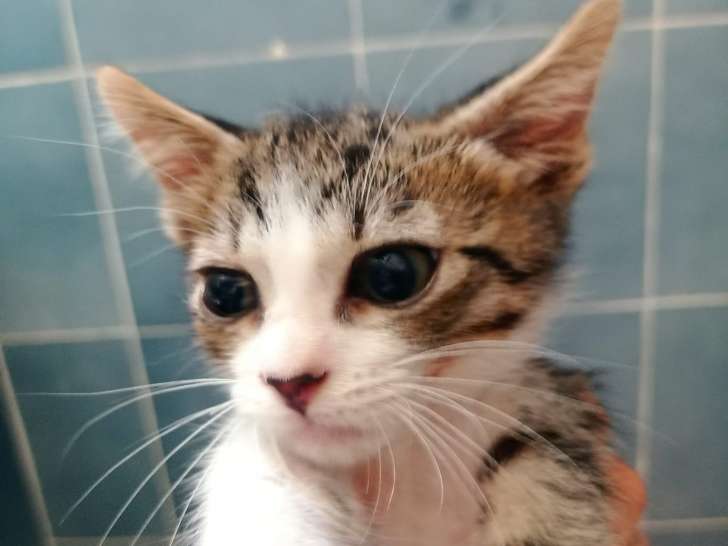 Chaton mâle à adopter