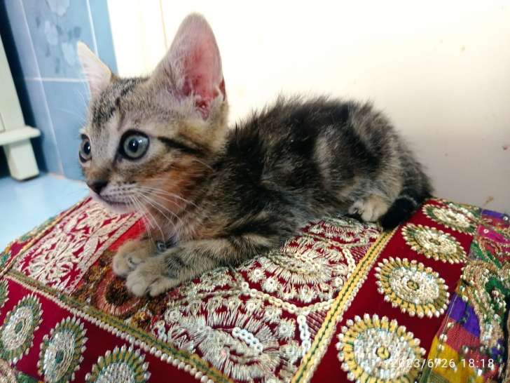 À céder, 1 chatonne tigrée