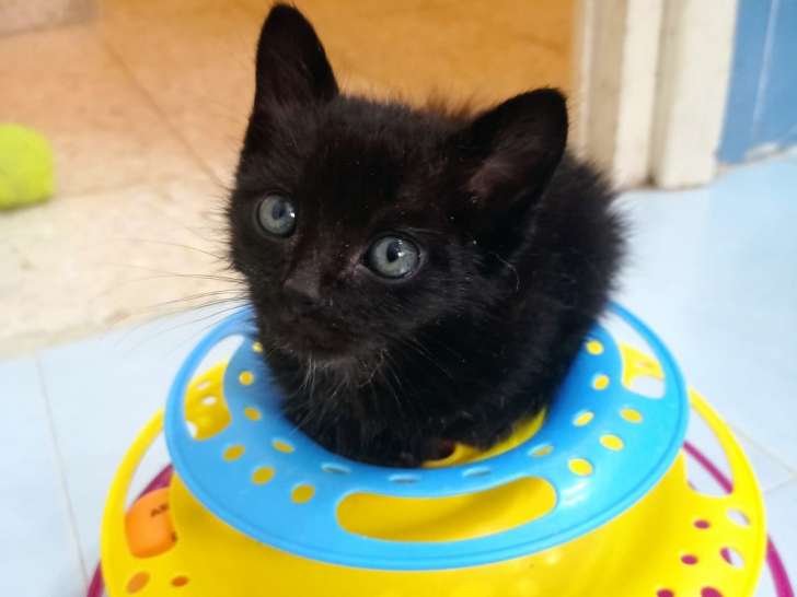 Chaton noir à adopter
