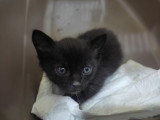 Chaton noir à adopter