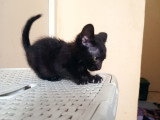 Chaton noir à adopter