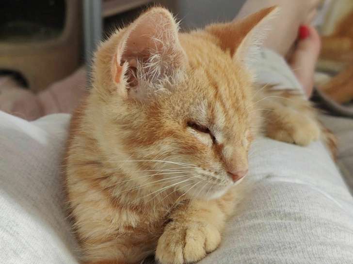 Chaton tigré mâle à adopter