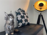 Chatons Maine Coon LOOF à réserver