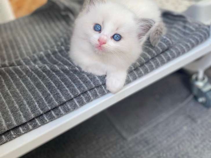 Chatons Ragdoll avec pedigree à vendre