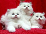 Chaton Ragdoll avec pedigree à vendre