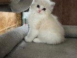 Chaton Ragdoll avec pedigree à vendre