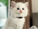 Chaton Ragdoll avec pedigree à vendre