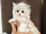 Chaton Ragdoll avec pedigree à vendre