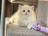 Chaton Ragdoll avec pedigree à vendre