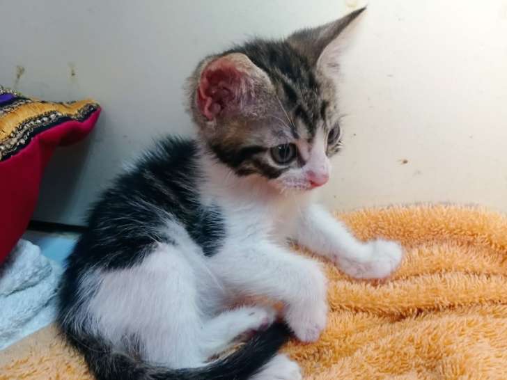 Chaton mâle de 3 mois à donner