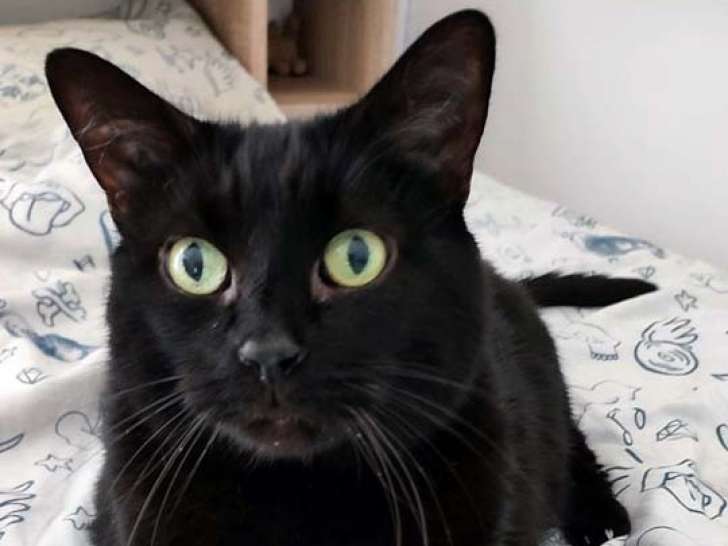 Chat noir à donner