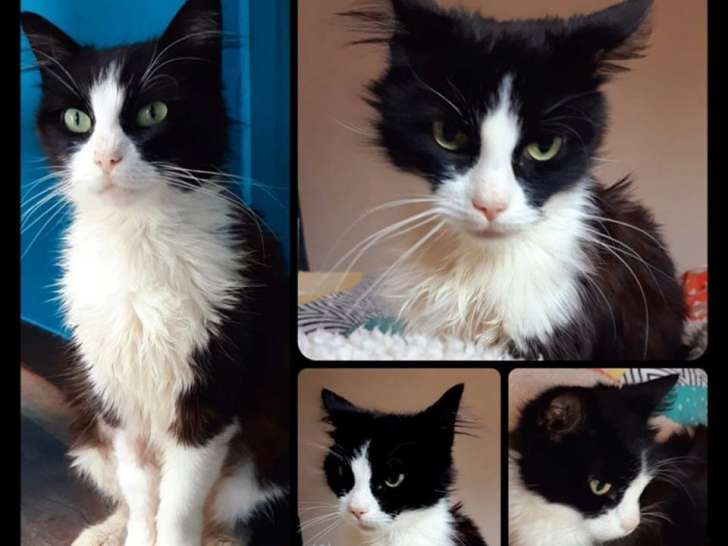 À céder : une chatte noir et blanc