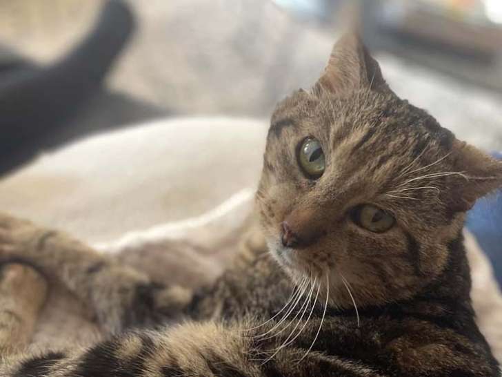 Chat tigré à céder