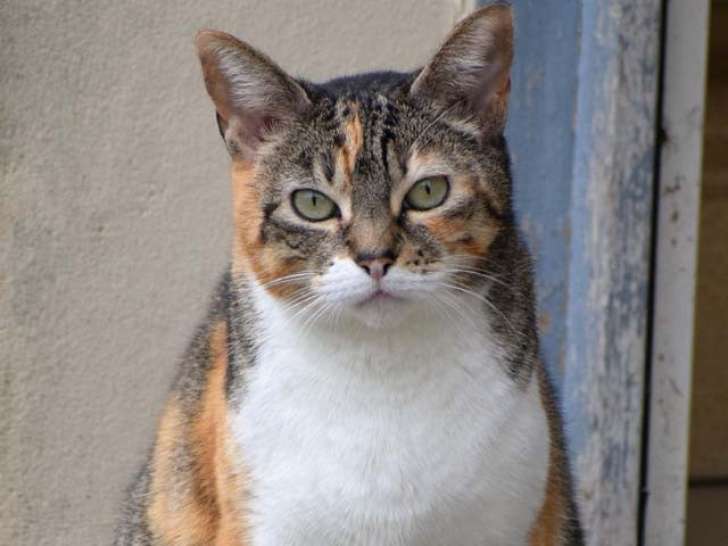 Chatte à adopter