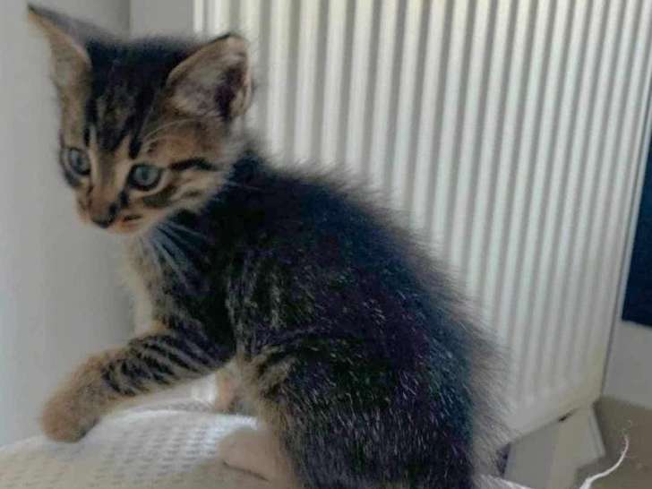 Chaton de 2 mois à donner