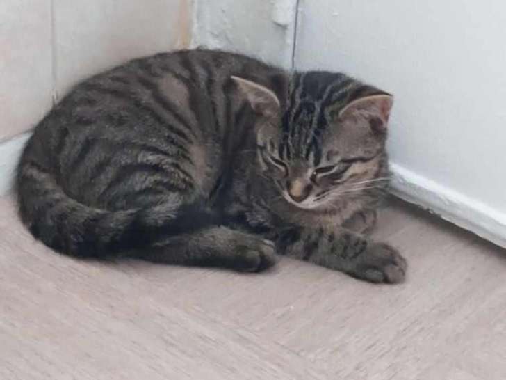Utah, chaton à l'adoption