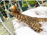 Chatons de race Bengal à vendre (5 femelles & 2 mâles)