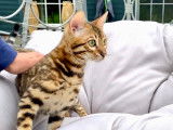 Chatons de race Bengal à vendre (5 femelles & 2 mâles)