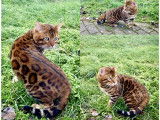 Chatons de race Bengal à vendre (5 femelles & 2 mâles)