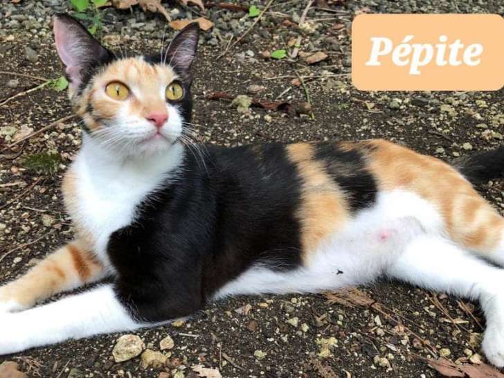 Chatte d'un an à donner