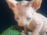 Chatons de race Sphynx &agrave; vendre (3 m&acirc;les)