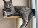 Mâle Chartreux disponible pour saillie