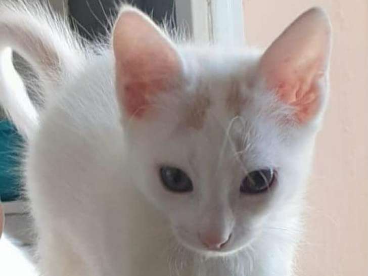 Chaton de 3 mois à adopter