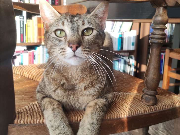 Chatte d'un an à adopter