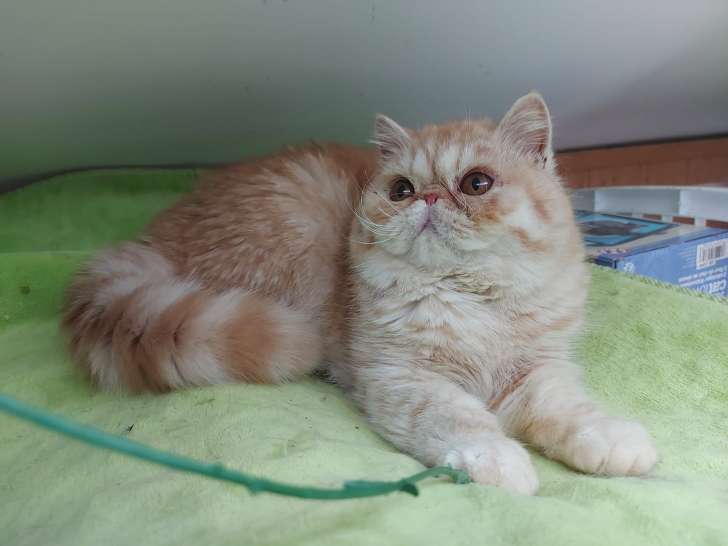 Titan, mâle Exotic Shorthair red silver spotted tabby à vendre