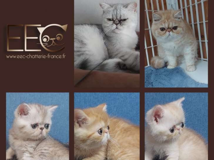 5 chatons Exotic Shorthair disponibles