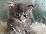 Chatons Maine Coon LOOF polydactyles à vendre