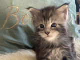 Chatons Maine Coon LOOF polydactyles à vendre