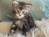 Chatons Maine Coon LOOF polydactyles à vendre