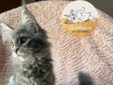 Chatons Maine Coon LOOF polydactyles à vendre