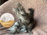 Chatons Maine Coon LOOF polydactyles à vendre
