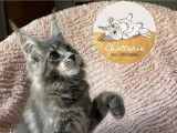 Chatons Maine Coon LOOF polydactyles à vendre