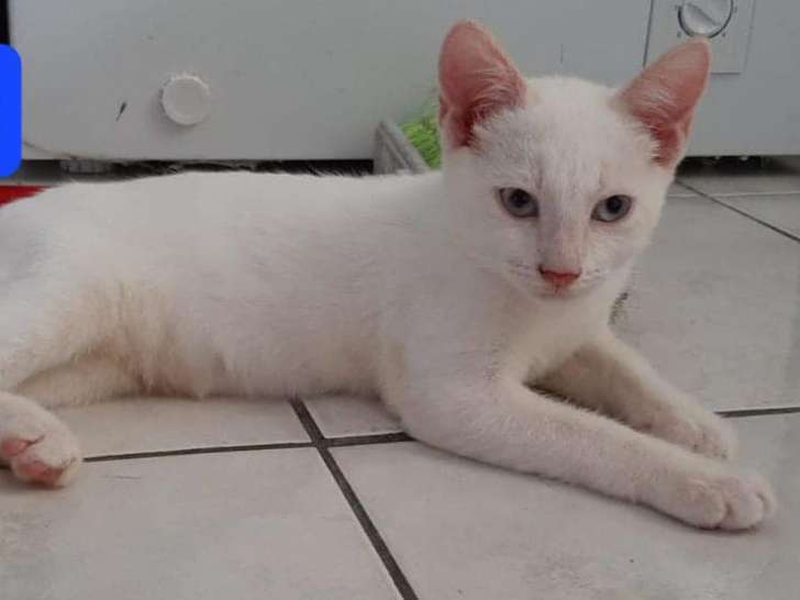Chaton mâle à donner