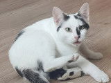 Chat à donner