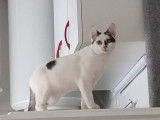 Chat à donner