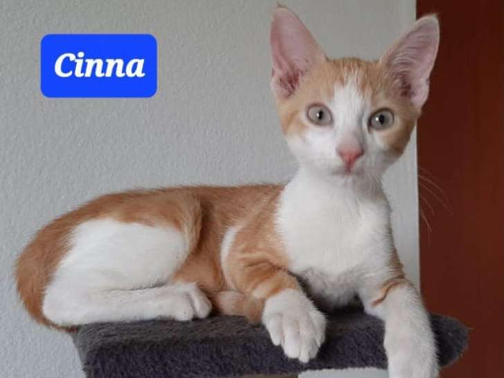 Chaton mâle à adopter