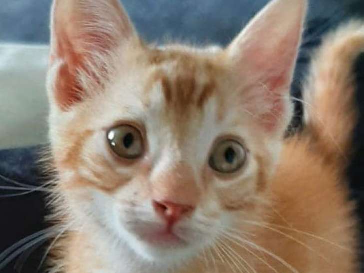 Chaton mâle à adopter