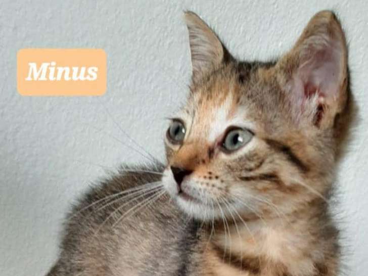 Chatonne à adopter